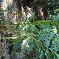 Amomum pterocarpum Thwaites